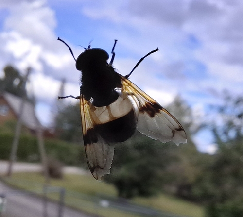 Pellucid Hover Fly