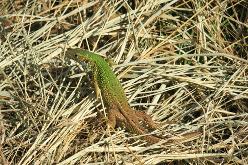 Green Lizard
