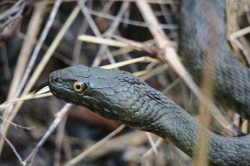 Tessellated Water Snake