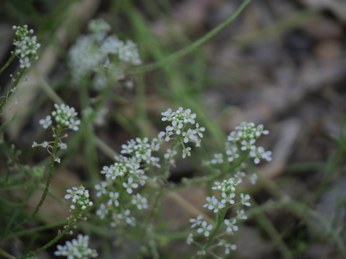 Mesa Pepperwort
