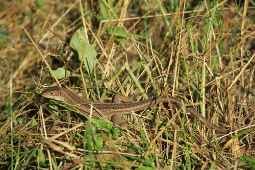 Green Lizard