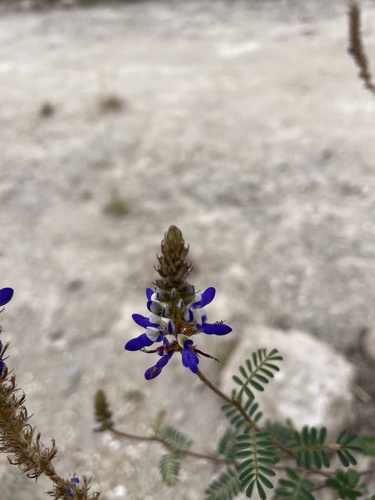 Andean Blue Clover