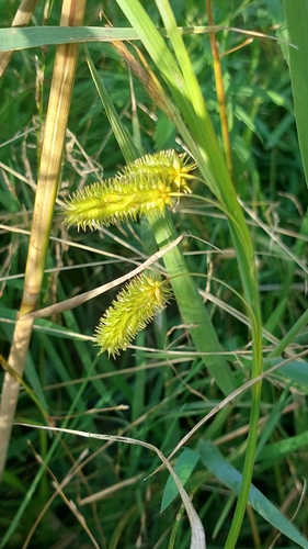 Cyperus Sedge