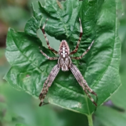 Cross Orbweaver