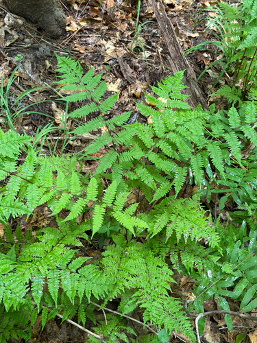 southern lady fern