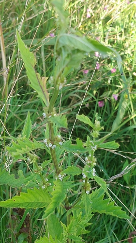 European water-horehound