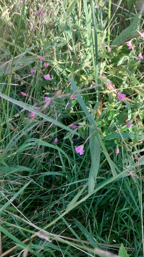 Great Willowherb