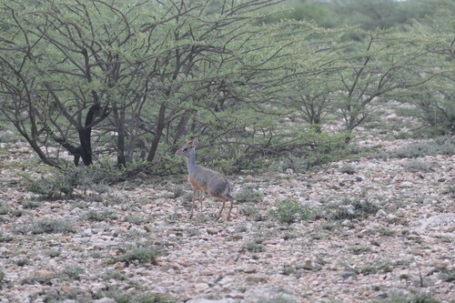 Salt's Dik-dik