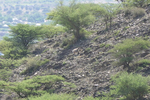 Hamadryas Baboon