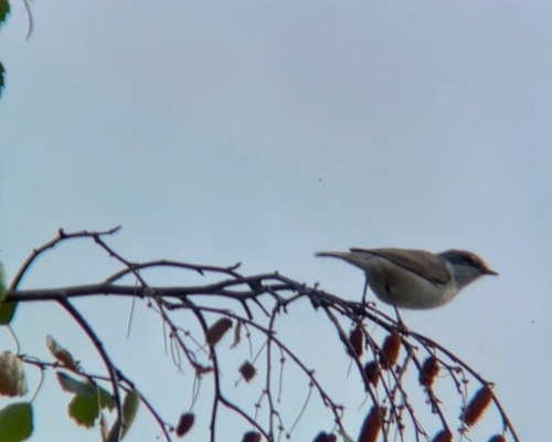 Lesser Whitethroat