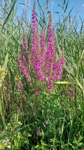 purple loosestrife