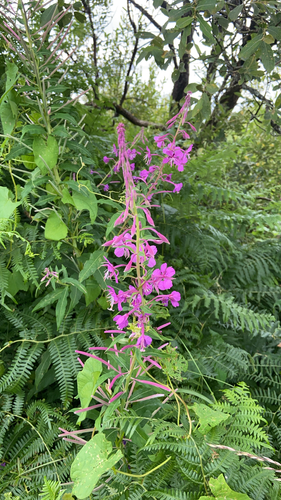 fireweed