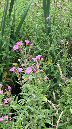 Great Willowherb