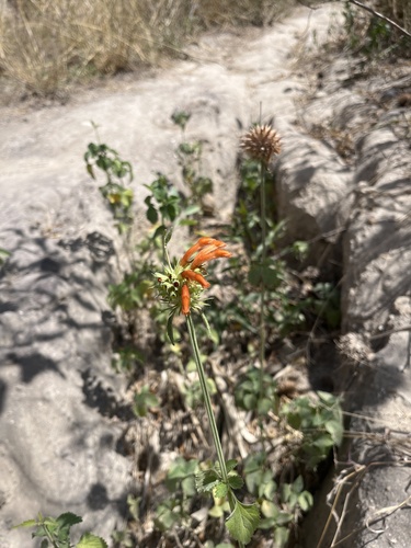 lion's ear