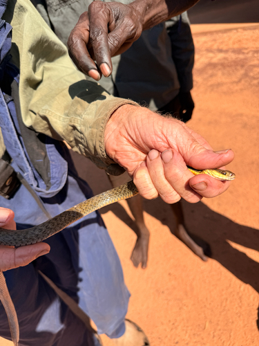 Common keelback