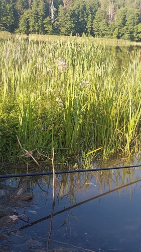 Flowering-rush