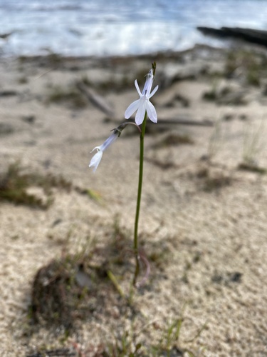 Water Lobelia