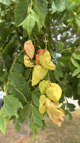 golden rain tree