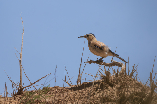 Mongolian Ground-Jay