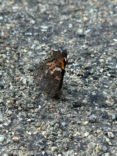 iNaturalist observation photo of California Tortoiseshell