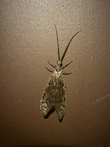 iNaturalist observation photo of Neohermes californicus