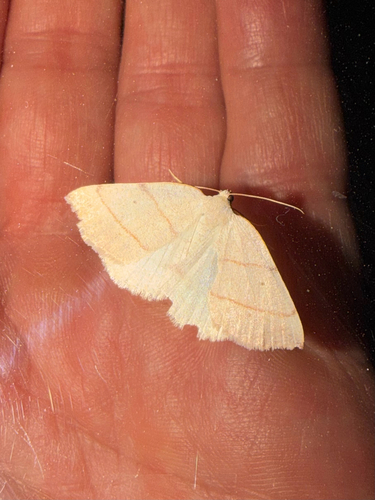 iNaturalist observation photo of Drepanulatrix