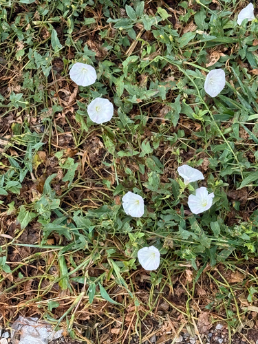 field bindweed