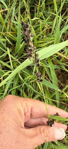 Sorghum loose kernel smut