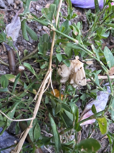 Spongy Moth