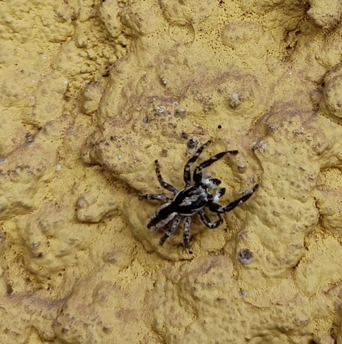 Gray Wall Jumping Spider