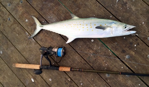 Atlantic Spanish Mackerel