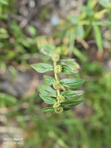 Asthma Plant