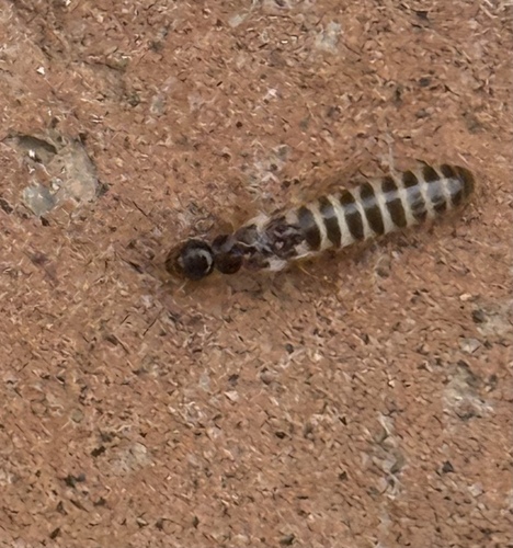 Long-jawed Desert Termites