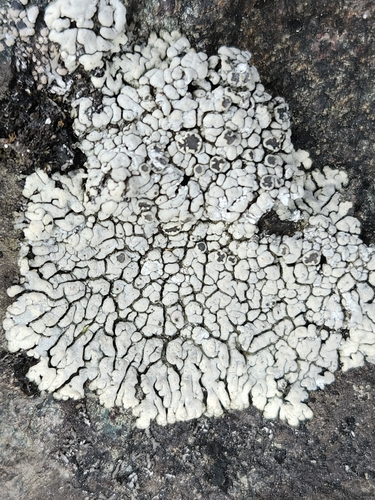 Lobothallia alphoplaca