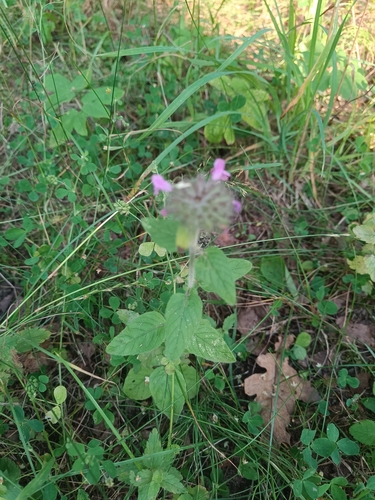 Wild Basil