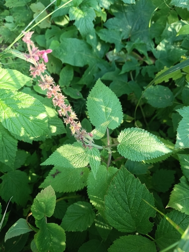 hedge woundwort