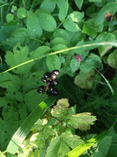 Eurasian baneberry