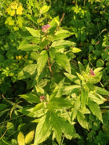 hemp agrimony