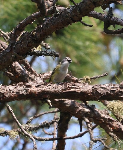 Blue-headed Vireo