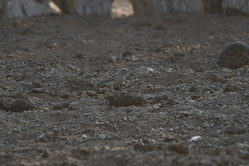 Southern Grey-headed Sparrow