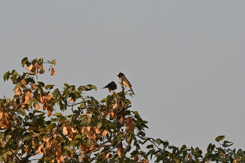 African Red-eyed Bulbul