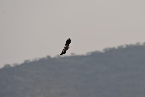 African Hoopoe