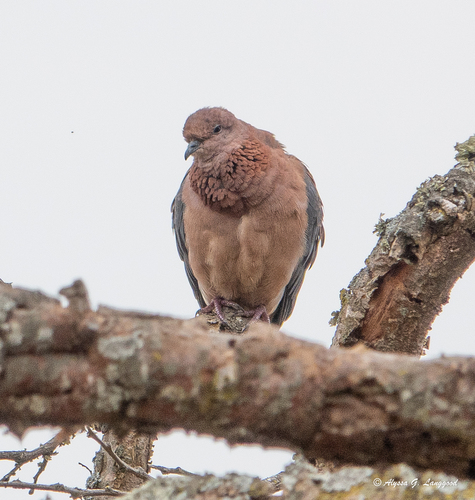 Laughing Dove
