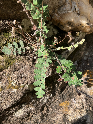 wavy scale cloakfern