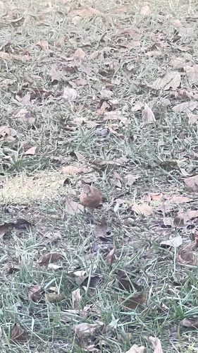 Rufous Hornero