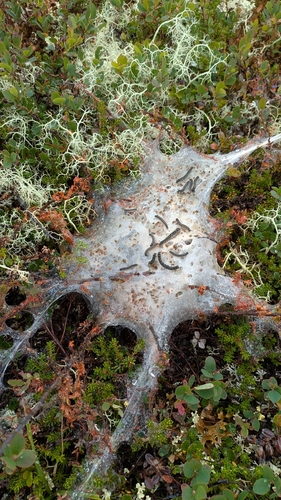 Eriogaster arbusculae