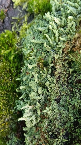 Cladonia rigida