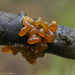 Tremella vesiculosa - Photo (c) prh, todos los derechos reservados, uploaded by prh