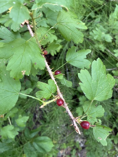 Canadian gooseberry