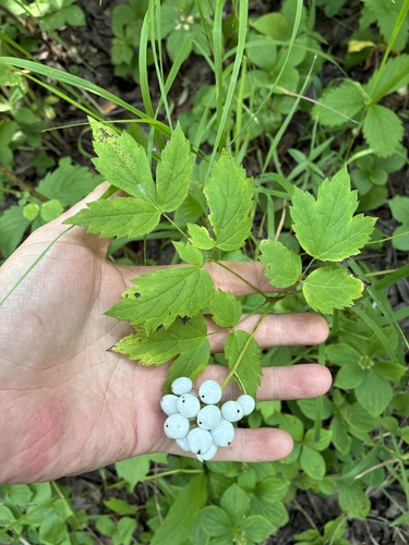red baneberry
